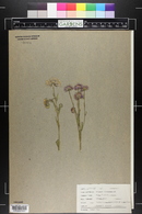 Erigeron speciosus image