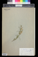 Penstemon glabrescens image