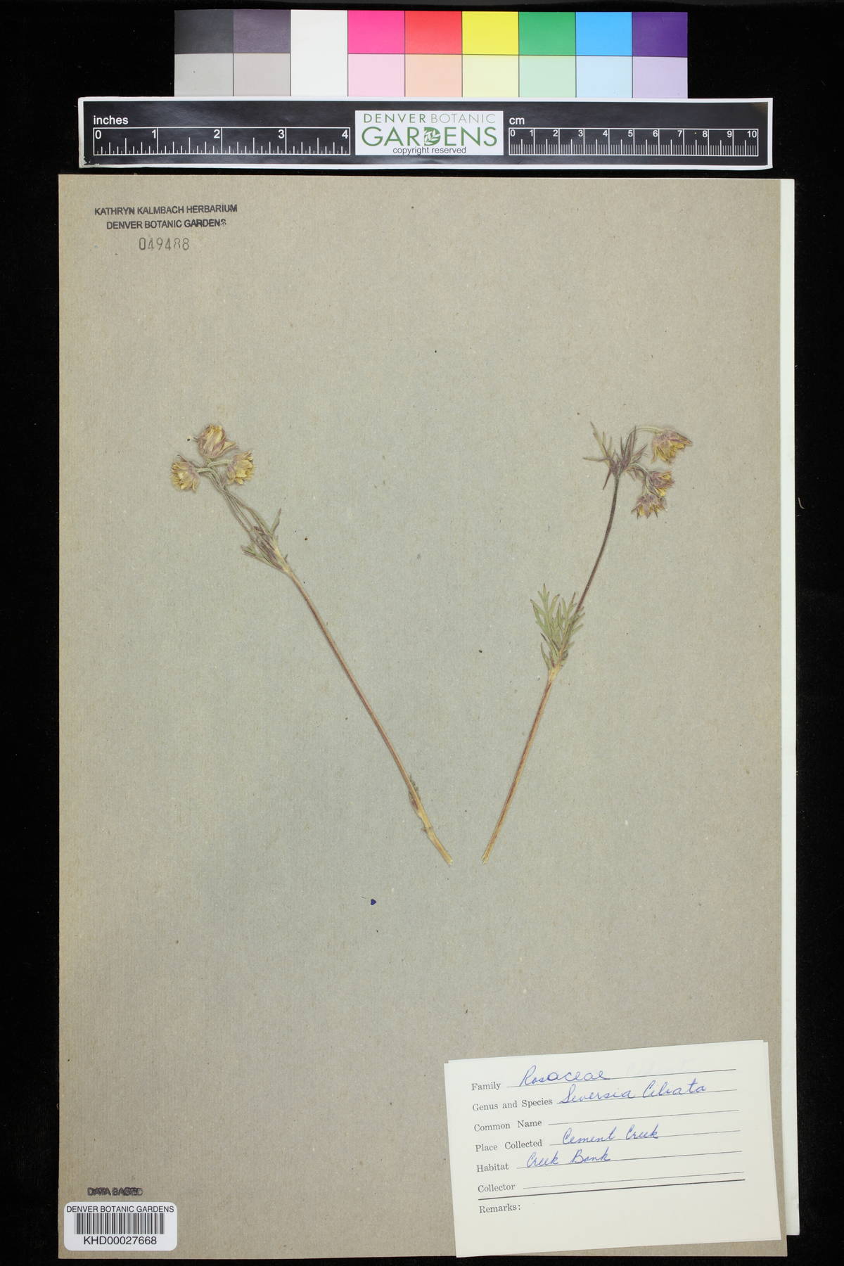 Geum triflorum var. ciliatum image