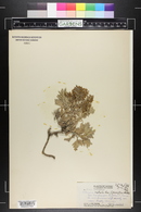 Artemisia australis image