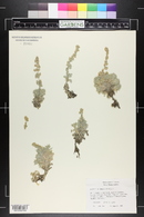 Artemisia caucasica image
