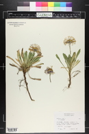 Aster alpinus image