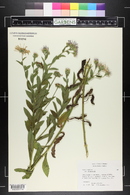 Aster amellus image