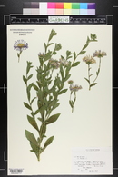 Aster amellus image