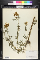 Bidens trichosperma image