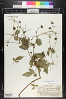 Bidens campylotheca subsp. campylotheca image