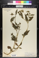 Bidens connata var. petiolata image