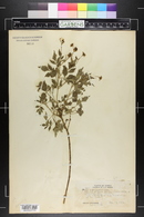 Bidens sandvicensis image