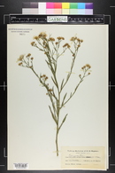 Boltonia asteroides image