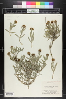 Borrichia frutescens image