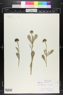 Borrichia frutescens image