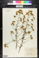 Kuhnia rosemarinifolia image