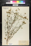 Kuhnia leptophylla image