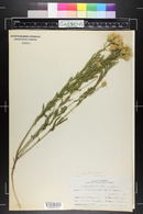 Kuhnia glutinosa image