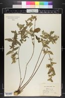 Brickellia cylindracea image