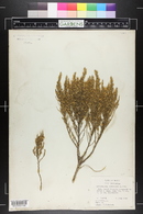 Brickellia spinulosa image