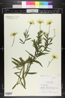 Inula ensifolia image