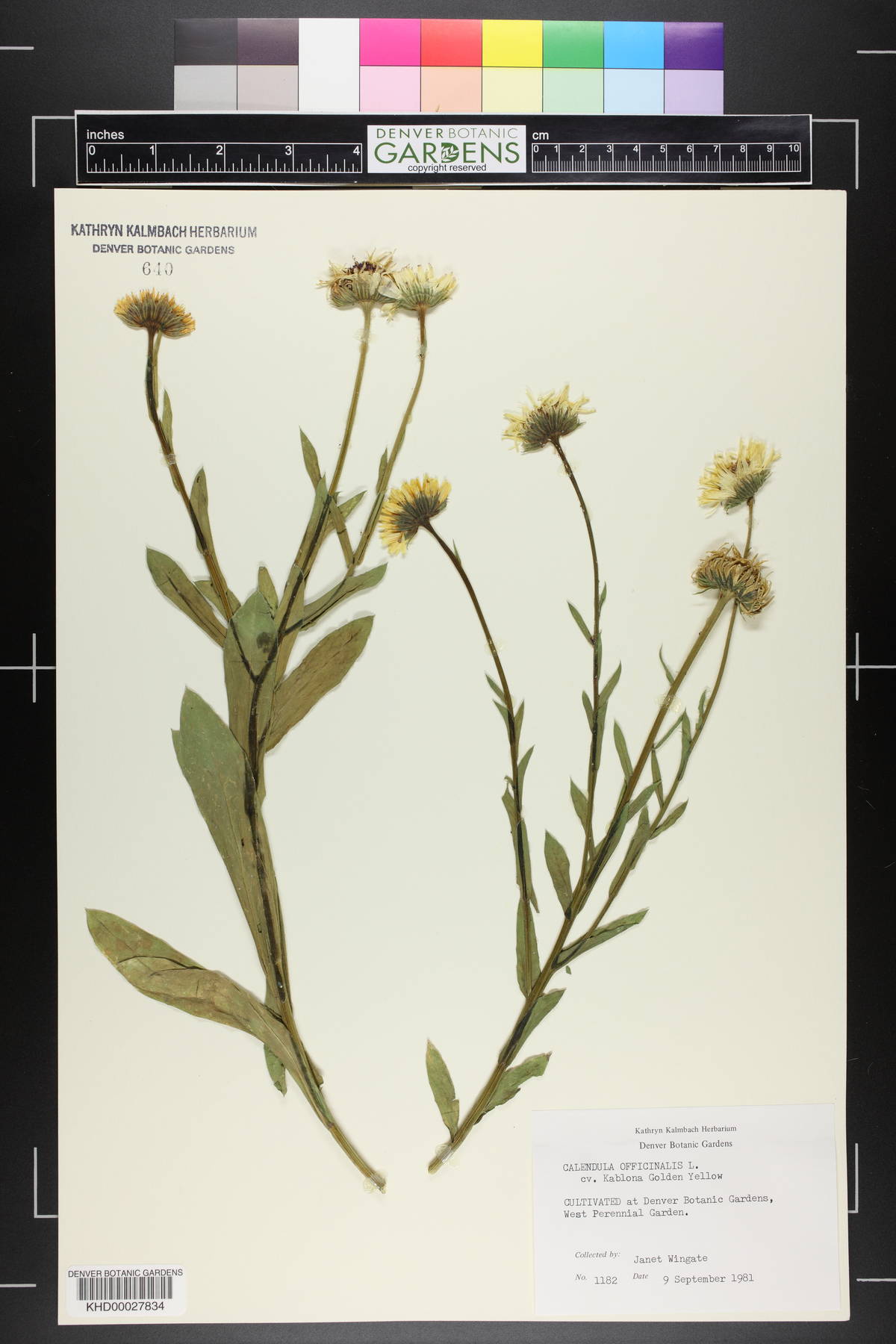 Calendula officinalis image