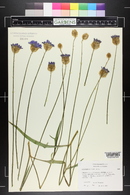 Catananche caerulea image