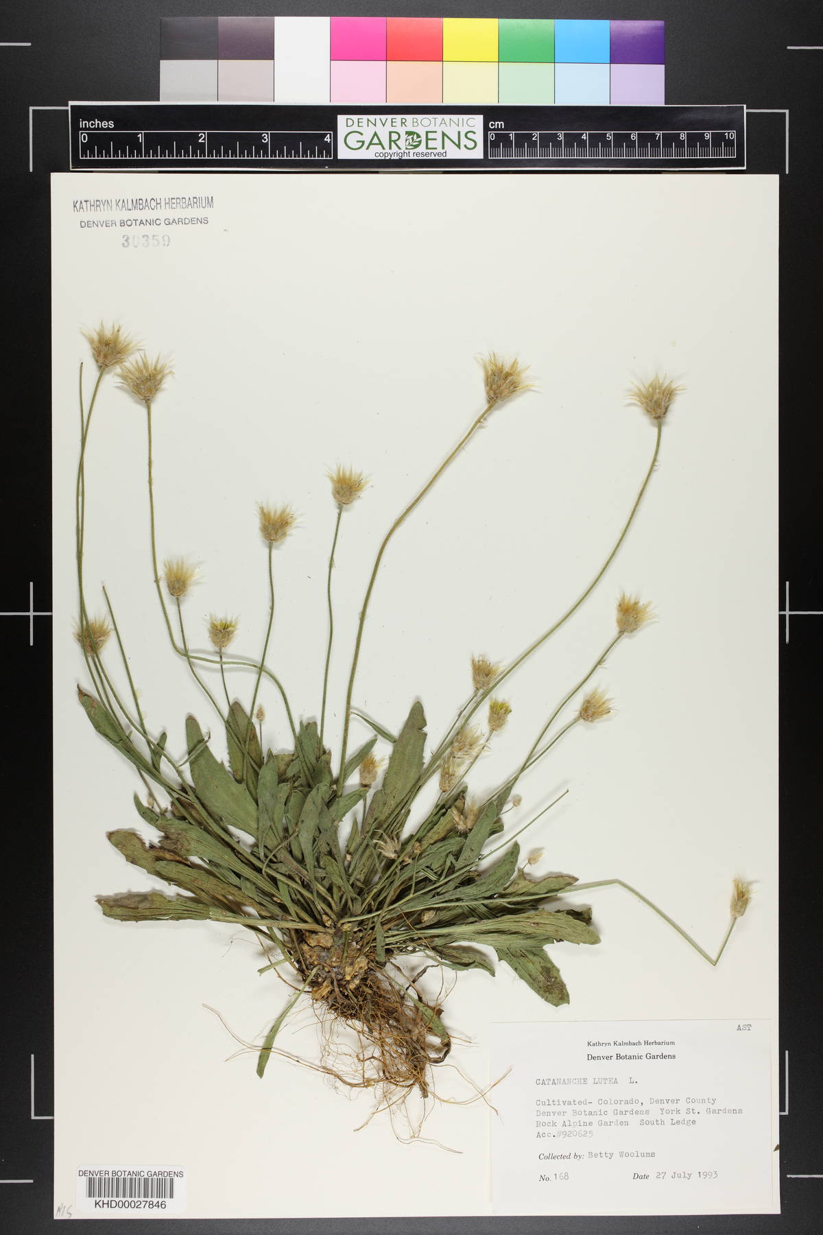 Catananche lutea image