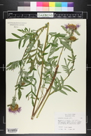 Centaurea dealbata image