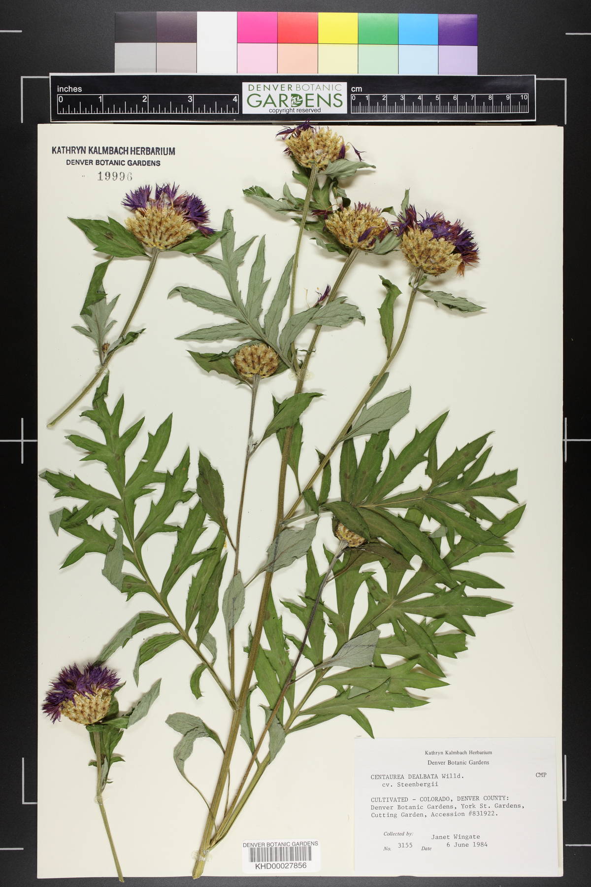 Centaurea dealbata image