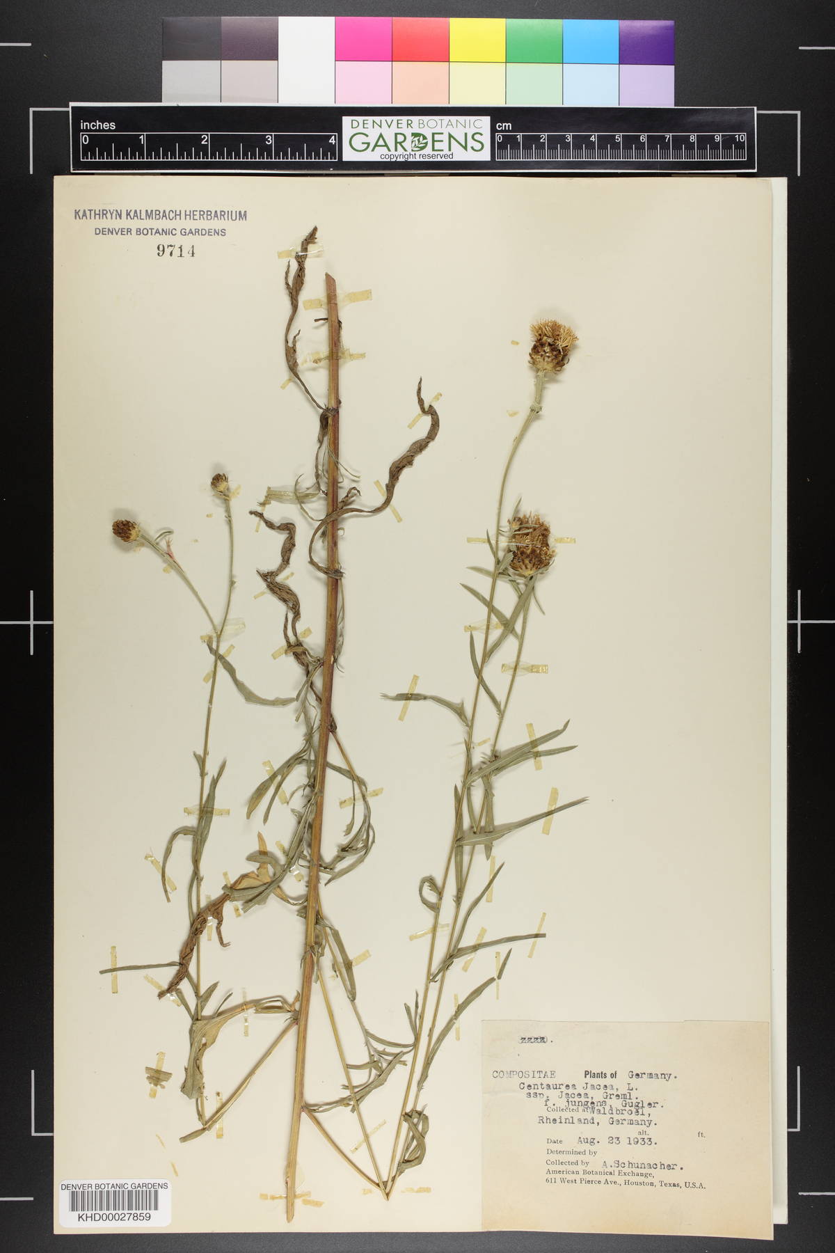 Centaurea jacea subsp. jacea image