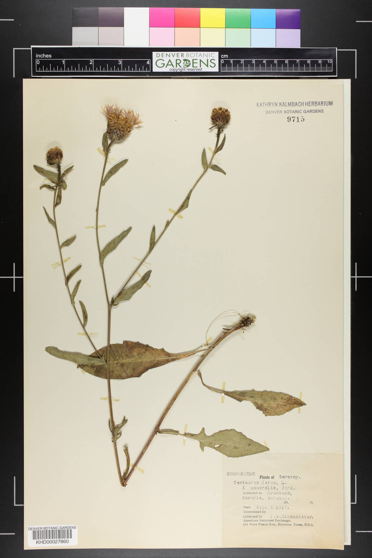 Centaurea jacea image