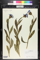 Centaurea montana image