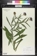 Centaurea montana image