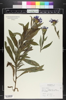 Centaurea montana image