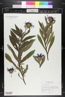 Centaurea montana image