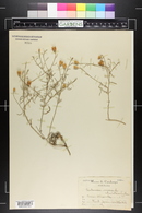 Centaurea aspera image