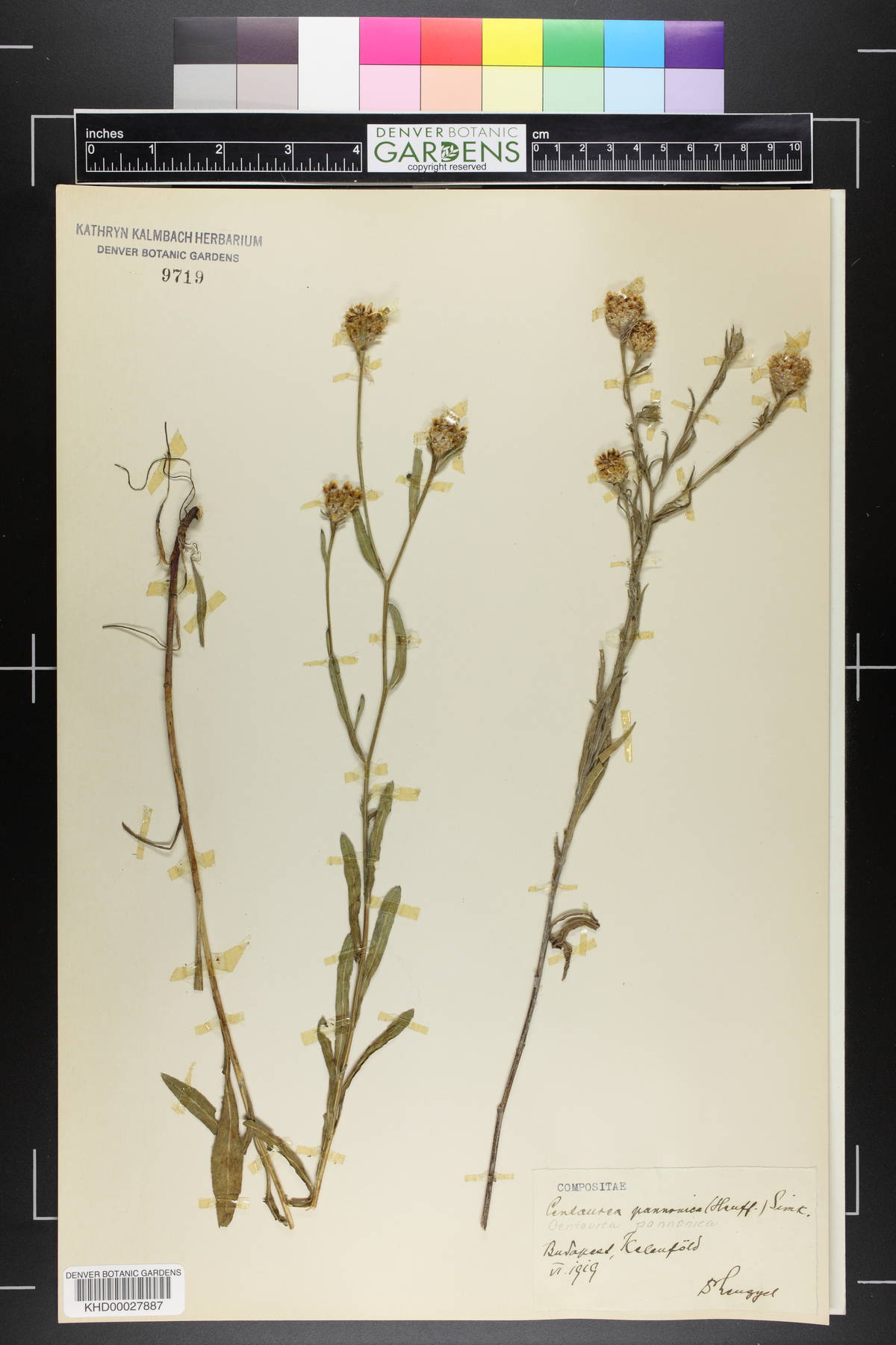 Centaurea jacea subsp. angustifolia image