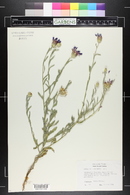 Centaurea triumfettii image