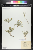 Chaetopappa ericoides image