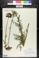 Chrysanthemum coccineum image
