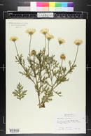 Argyranthemum frutescens image