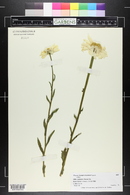 Chrysanthemum maximum image