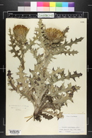 Cirsium horridulum image