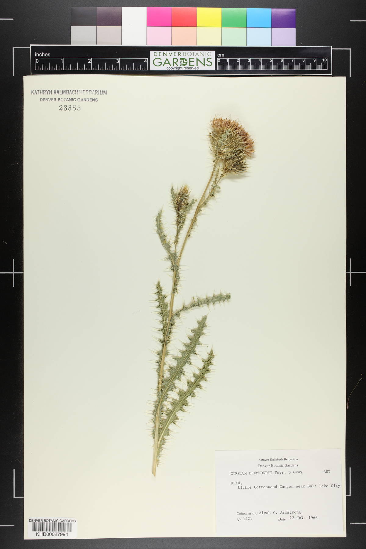 Cirsium drummondii image