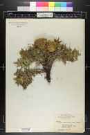 Cirsium quercetorum image