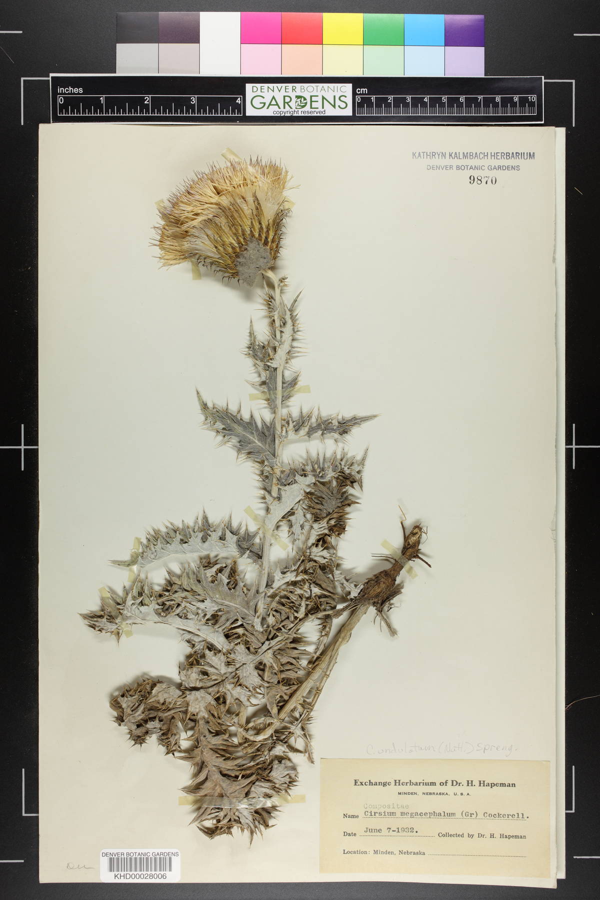 Cirsium undulatum var. undulatum image