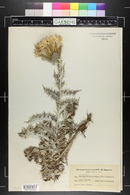 Cirsium undulatum image