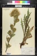 Cirsium clavatum var. americanum image