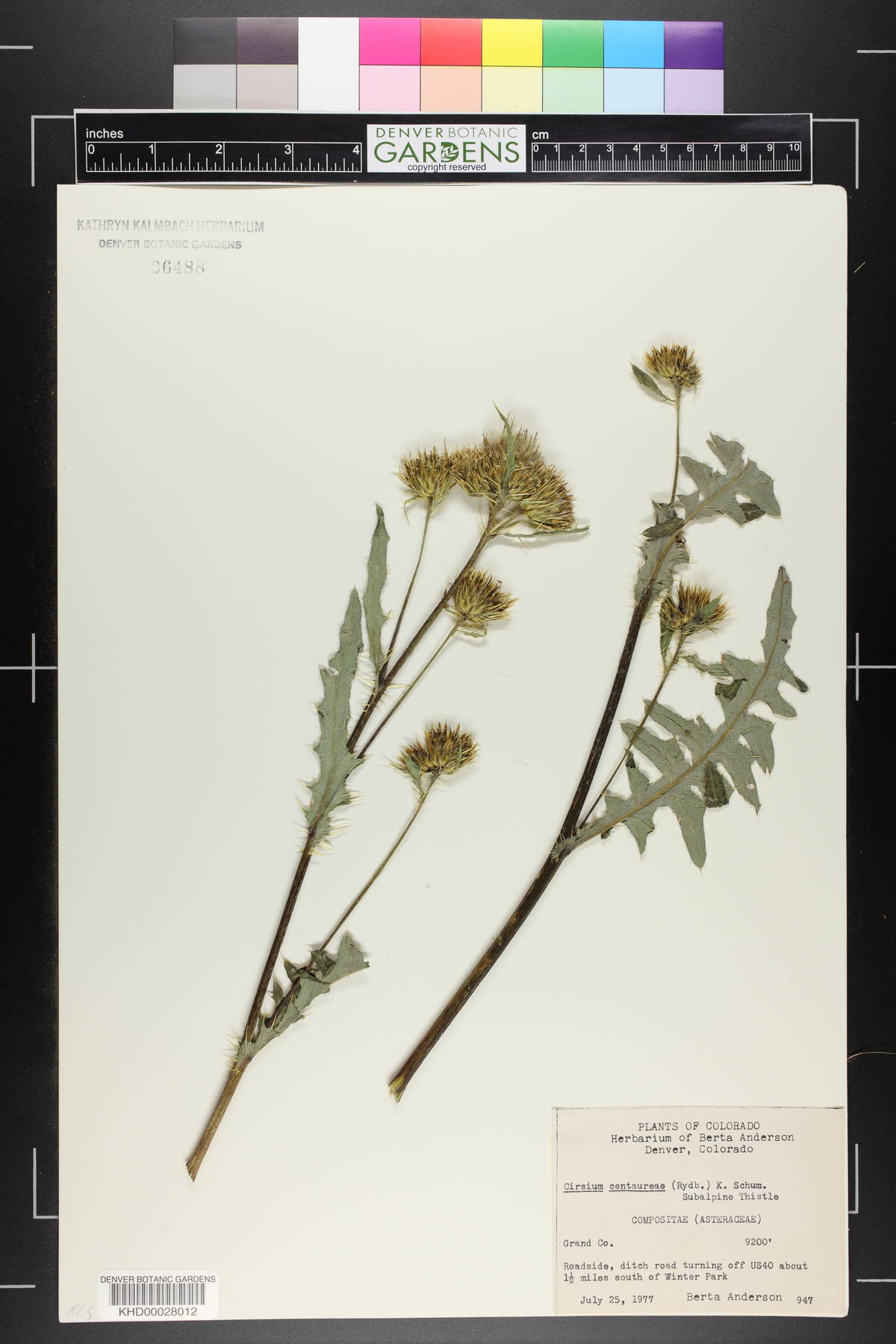 Cirsium centaureae image