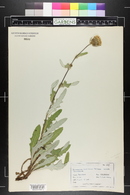 Cirsium clavatum image