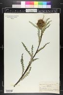 Cirsium clavatum var. osterhoutii image