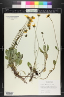 Coreopsis auriculata image