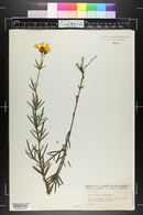 Coreopsis palmata image